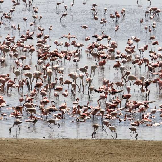 lake-manyara-nationalpark