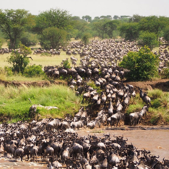 serengeti-nationalpark