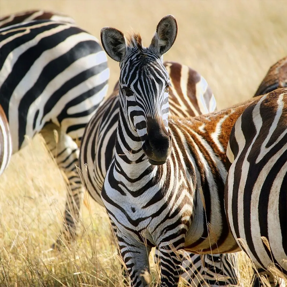 Öffnet tansania-safari-faq